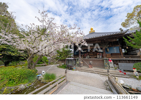 [No.1 Fudasho]大士堂，櫻花盛開的神聖山寺[四國88寺] 113661149