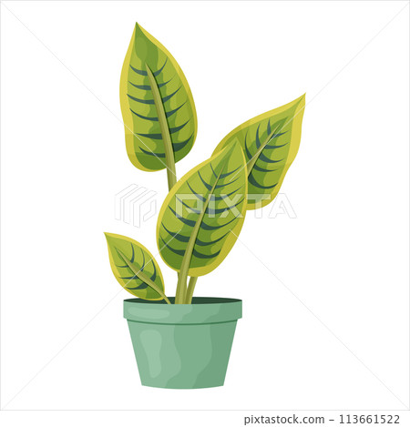 Vector illustration of a potted houseplant with leaves 113661522