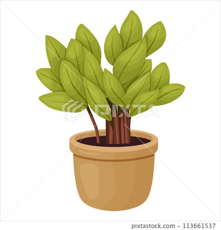 Vector illustration of a potted houseplant with leaves Vector illustration of a potted houseplant with leaves 113661537