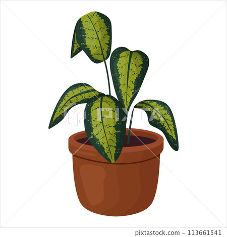 Vector illustration of a potted houseplant with leaves Vector illustration of a potted houseplant with leaves 113661541