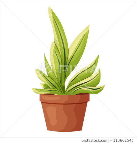 Vector illustration of a potted houseplant with leaves Vector illustration of a potted houseplant with leaves 113661545