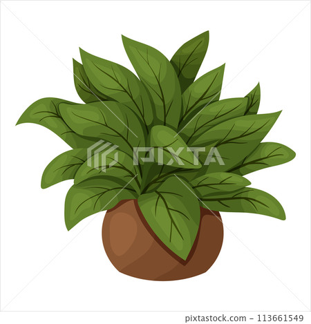 Vector illustration of a potted houseplant with leaves Vector illustration of a potted houseplant with leaves 113661549