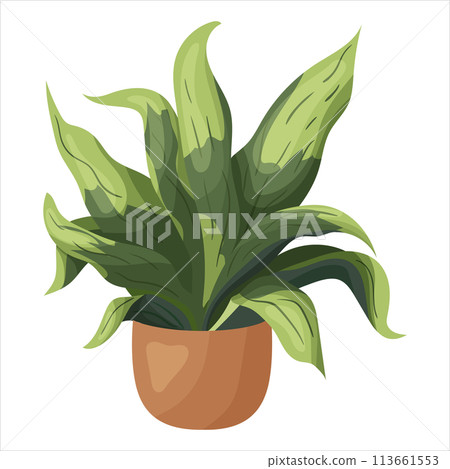 Vector illustration of a potted houseplant with leaves Vector illustration of a potted houseplant with leaves 113661553