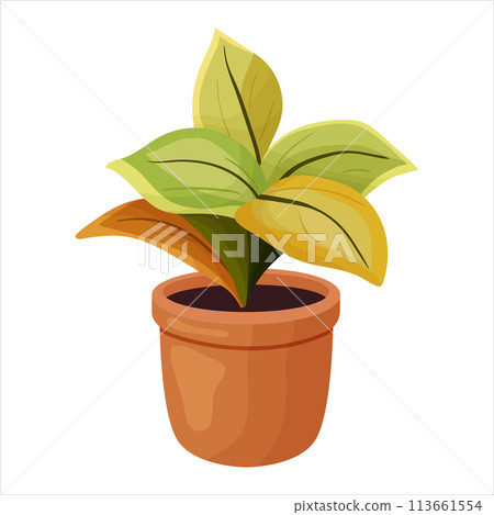 Vector illustration of a potted houseplant with leaves 113661554