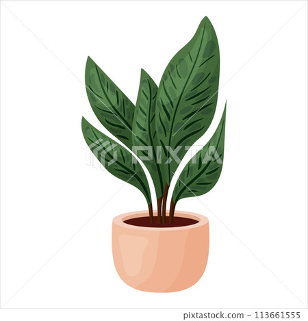 Vector illustration of a potted houseplant with leaves Vector illustration of a potted houseplant with leaves 113661555