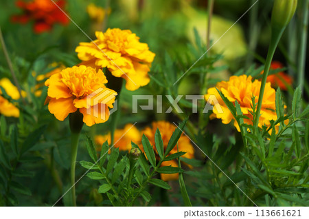 Yellow and Orange Flowers of Marigold (Tagetes). Yellow and Orange Flowers of Marigold (Tagetes). 113661621