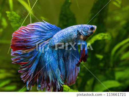 Blue Siamese Fighting Fish, Rosetail Halfmoon Aquarium Pet, Blue Red Betta Splendens Blue Siamese Fighting Fish, Rosetail Halfmoon Aquarium Pet, Blue Red Betta Splendens 113661721