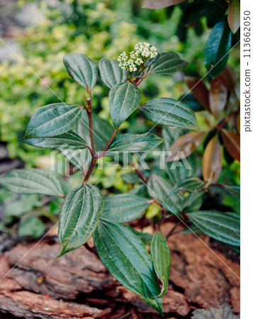 Viburnum davidii growing in japanese garden Viburnum davidii growing in japanese garden 113662050