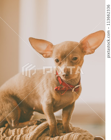 Little dog sitting on couch Little dog sitting on couch 113662336