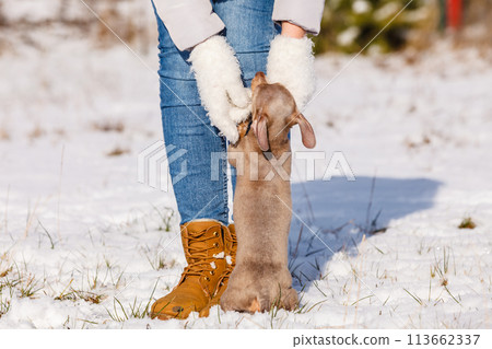 Woman playing with dog during winter Woman playing with dog during winter 113662337