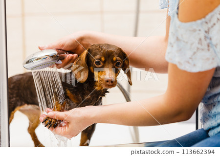 Woman showering her dog Woman showering her dog 113662394