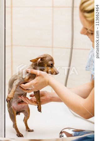 Woman showering her dog Woman showering her dog 113662464