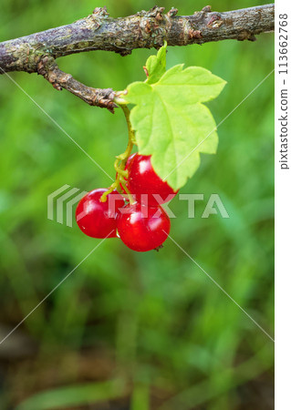 A close-up of glossy red berries amidst green leaves on a bush. A close-up of glossy red berries amidst green leaves on a bush. 113662768