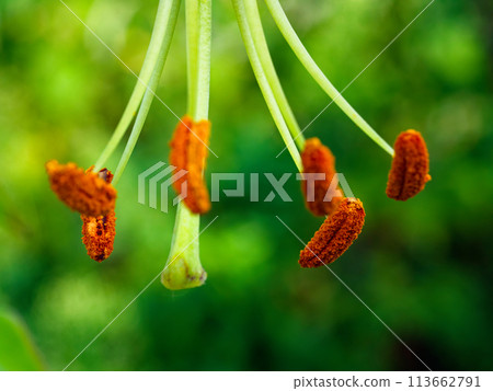 Macro shot of pollen grains on slender stems against a lush backdrop. Perfect for wall art or biology textbooks. Macro shot of pollen grains on slender stems against a lush backdrop. Perfect for wall art or biology textbooks. 113662791