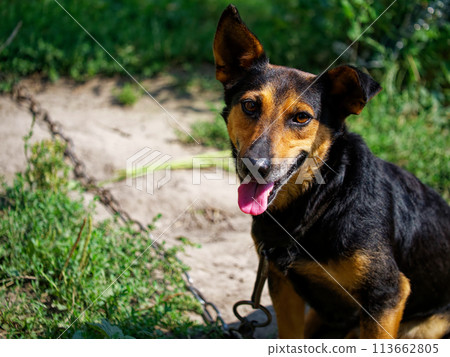 A dog is outdoors, surrounded by greenery and a dirt path. The image is bright and natural, suitable for pet care or privacy topics. A dog is outdoors, surrounded by greenery and a dirt path. The image is bright and natural, suitable for pet care or privacy topics. 113662805