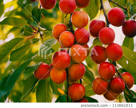 Ripe cherry plums on a tree branch with green leaves in the background. Suitable for gardeners, fruit harvest themes, or natural food advertisements. 113662811