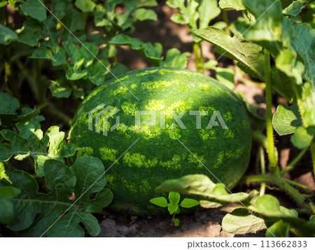 This image showcases a watermelon nestled in its natural environment, surrounded by vibrant foliage; perfect for themes of organic farming or summer freshness. 113662833