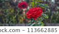 Vibrant red roses in garden setting 113662885