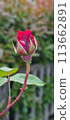 Blooming red rose bud in nature 113662891