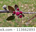 Budding spring blooms on a branch 113662893