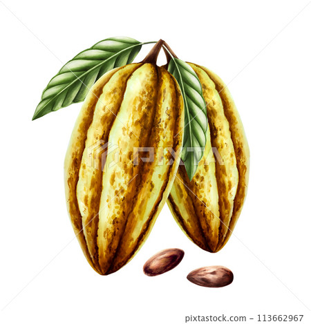 Watercolor composition with cocoa pods, fruit and green leaves and dry cocoa beans. Hand drawn beens, realistic organic superfood illustration isolated on white background. For designers, packaging 113662967