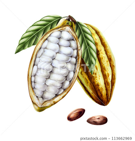 Watercolor composition with open cocoa pod, fruits and green leaves and beans. Hand drawn half cacao, beens, realistic organic superfood illustration isolated on white background. For designers Watercolor composition with open cocoa pod, fruits and green leaves and beans. Hand drawn half cacao, beens, realistic organic superfood illustration isolated on white background. For designers 113662969