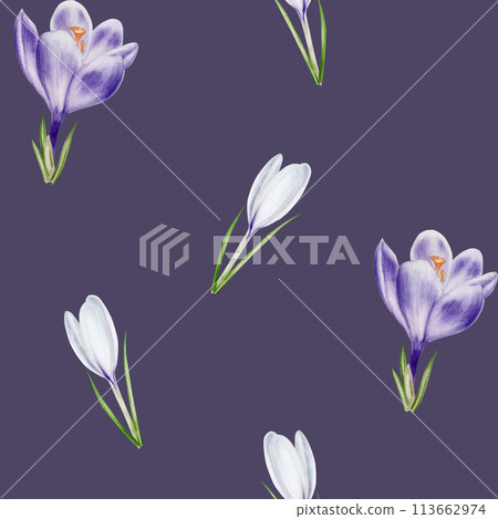 Watercolor seamless pattern with purple and white blooming crocus flower isolated on background. Spring and easter botanical hand painted saffron illustration. For designers, wedding, decoration Watercolor seamless pattern with purple and white blooming crocus flower isolated on background. Spring and easter botanical hand painted saffron illustration. For designers, wedding, decoration 113662974