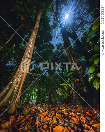 sunlight filtering through the leaves of tall giant trees in a dense forest sunlight filtering through the leaves of tall giant trees in a dense forest 113663124