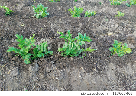 Planting potatoes on black ground with furrows. Plant-based food cultivation, farming, autonomy Planting potatoes on black ground with furrows. Plant-based food cultivation, farming, autonomy 113663405
