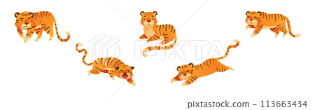 Funny Tiger Predator Jungle Animal with Striped Coat Vector Set 113663434