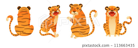 Funny Tiger Predator Jungle Animal with Striped Coat Vector Set 113663435