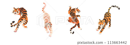 Tiger Predator Jungle Animal with Striped Coat Vector Set Tiger Predator Jungle Animal with Striped Coat Vector Set 113663442