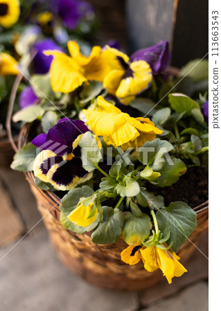 pots with spring flowers close-up outdoors pots with spring flowers close-up outdoors 113663543