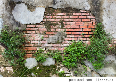 Old brick wall with green plant growing on it. Background texture. Old brick wall with green plant growing on it. Background texture. 113663923