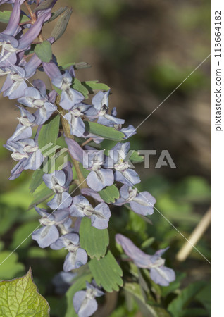 Corydalis solida flowers, close up 113664182