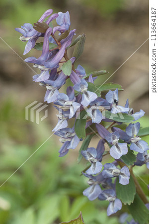 Corydalis solida  flowers, close up 113664187