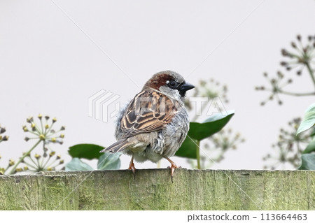 House Sparrow (Passer Domesticus). A close up recording of an adult male house sparrow drinking perched on a garden fence in northern England. 113664463