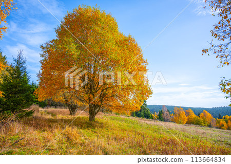 A lone tree with golden leaves stands out in a sunlit meadow, surrounded by the tranquil beauty of an autumn landscape. 113664834
