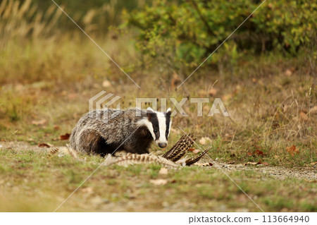 European badger (Meles meles) eat something founded on summer meadow, Nature scene, Germany European badger (Meles meles) eat something founded on summer meadow, Nature scene, Germany 113664940