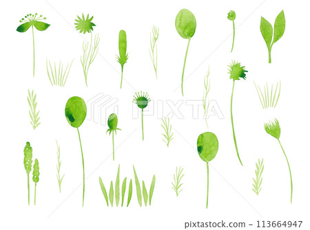 Light green plants in sketch style. Silhouette of watercolor flowers. Hand drawing. Large flower set. Spring update for your design 113664947