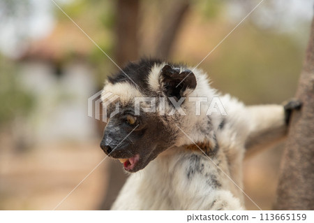 Verreaux's sifaka Madagascar. White sifaka with dark head. Verreaux's sifaka Madagascar. White sifaka with dark head. 113665159