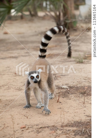 ring-tailed lemur, Lemur catta at Madagascar ring-tailed lemur, Lemur catta at Madagascar 113665164