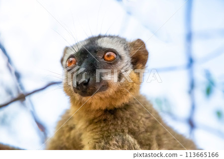 Common brown lemur (Eulemur fulvus) with orange eyes. 113665166