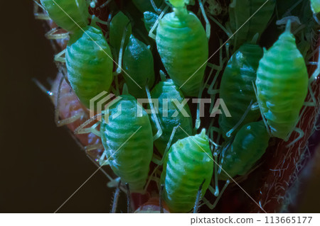 very close big macro portrait of aphids very close big macro portrait of aphids 113665177