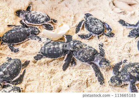 newborn cubs of sea turtle 113665183