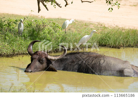 Asiatic water buffalo resting in cool water Asiatic water buffalo resting in cool water 113665186