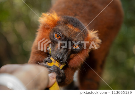 Red lemur (Eulemur Coronatus), endemic animal 113665189