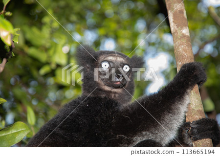 Lemur Indri indri, babakoto largest lemur from Madagascar 113665194