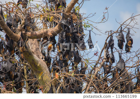 close-up hanging Mariana fruit bat (Pteropus mariannus) 113665199