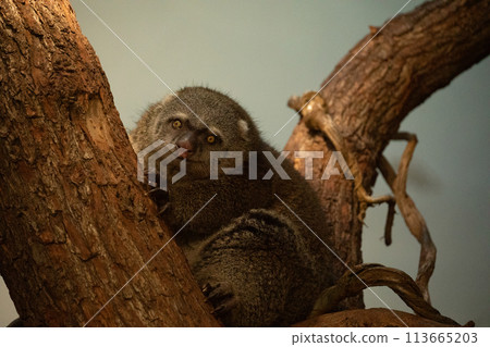 cute wild bear cuscus aulirops ursinus arboreal cute wild bear cuscus aulirops ursinus arboreal 113665203